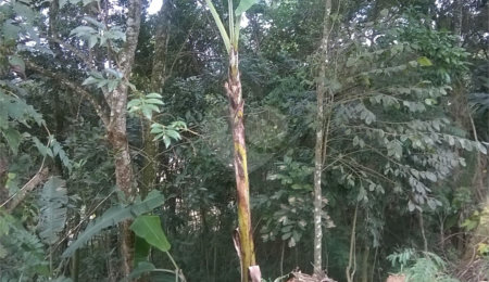 Terreno à venda em Serra da Cantareira, Mairiporã, SP
