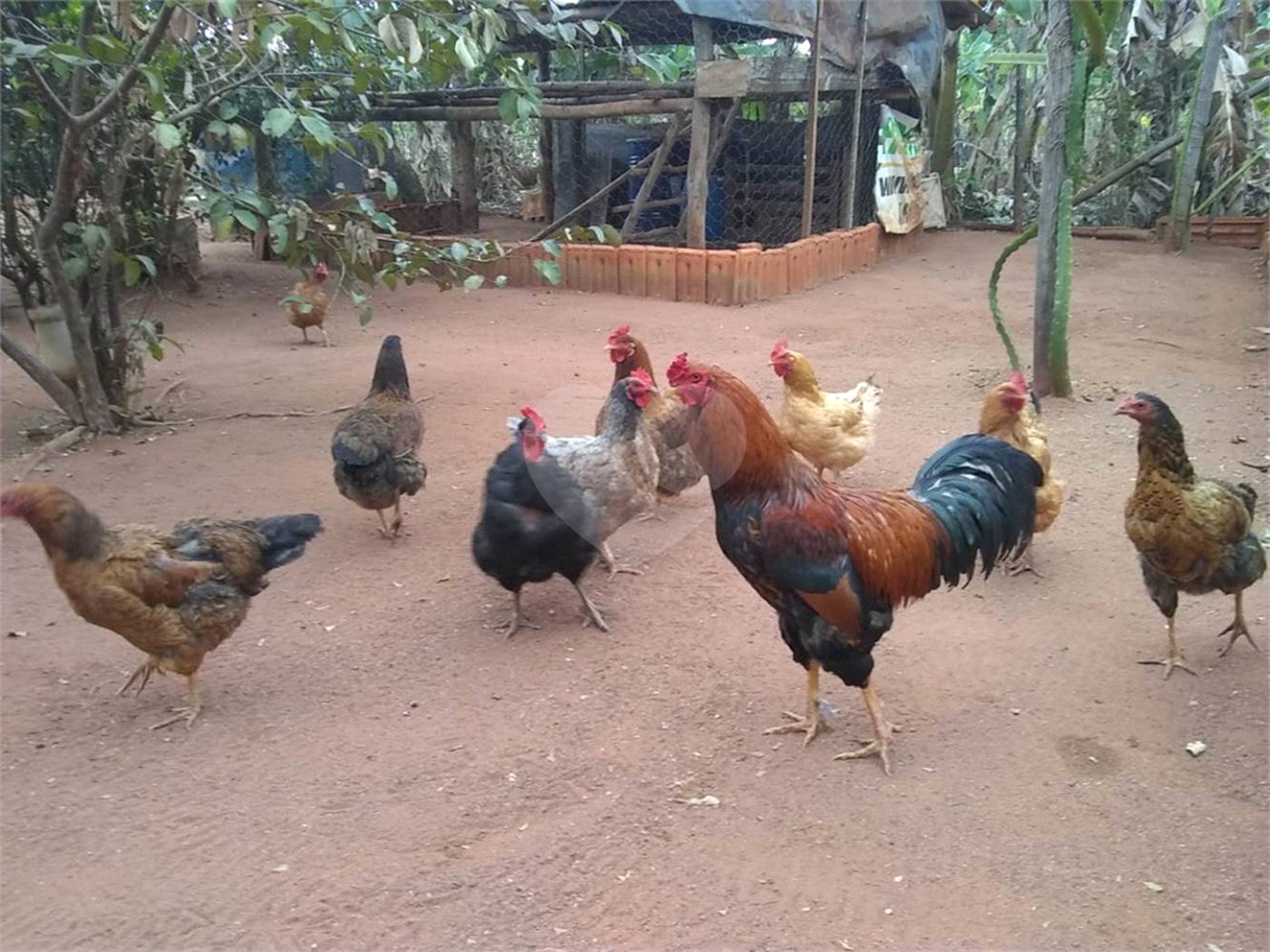 Chácara em Araraquara/SP.