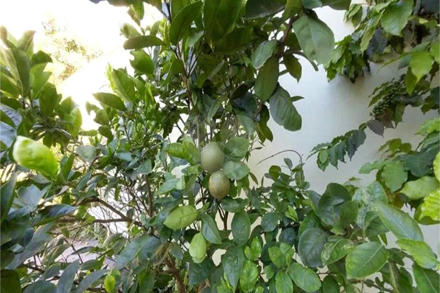 Sobrado à venda ou para alugar com 4 suítes em Vila Paulicéia, São Paulo, SP