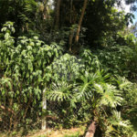 Terreno à venda em Serra da Cantareira, Mairiporã, SP