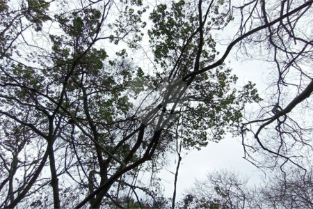 Terreno à venda em Chácaras Alpina, Valinhos, SP