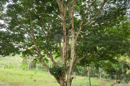 Sítio à venda com 6 quartos, sendo 5 suítes, em Área Rural de Itapetininga, Itapetininga, SP