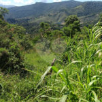 Terreno à venda em Luiz Fagundes, Mairiporã, SP