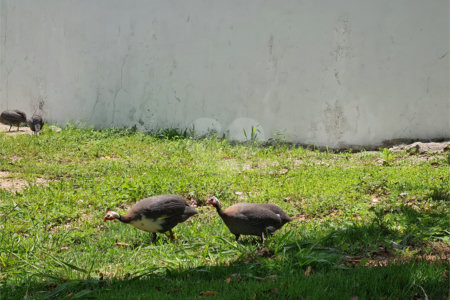 Terreno à venda no condomínio Renaissance, Sorocaba - SP