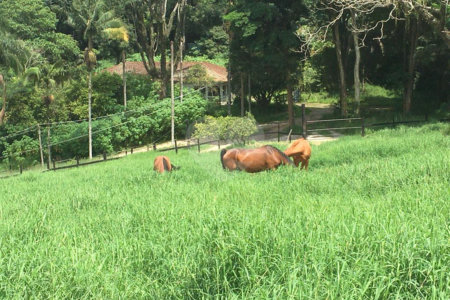 Sítio à venda com 3 suítes em Jardim Guaçu, São Roque, SP