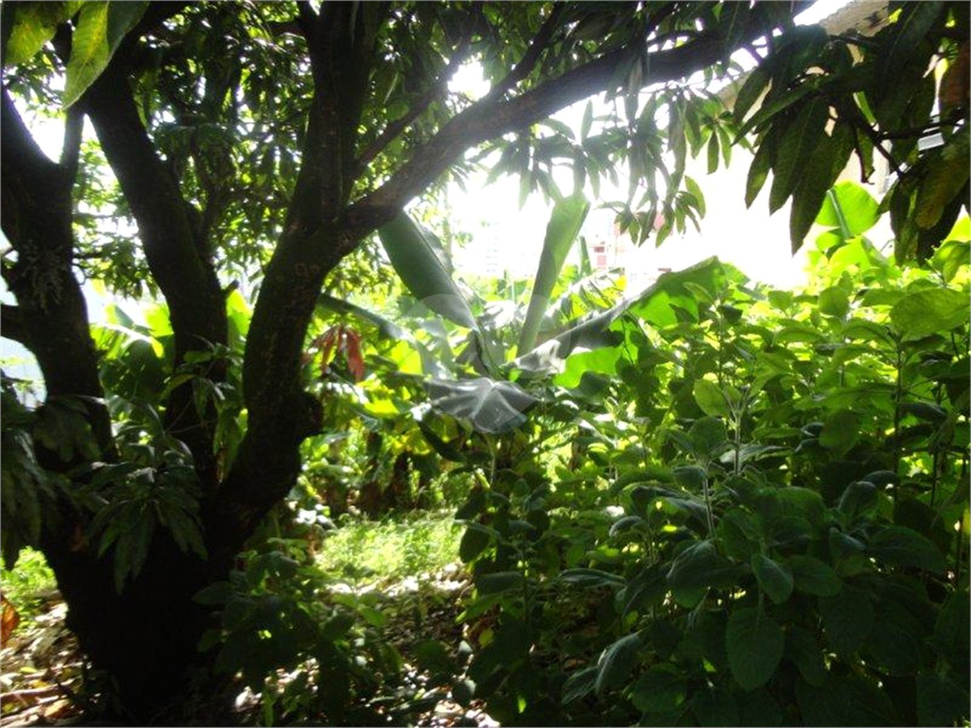 Terreno à venda em Vila São José, Valinhos, SP