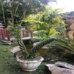 Sítio à venda com 5 quartos, sendo 4 suítes,  em Cocuera, Mogi das Cruzes, SP