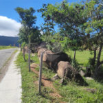 Terreno à venda em Itapetinga, Atibaia, SP