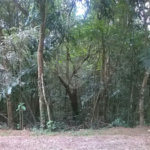 Terreno à venda em Serra da Cantareira, Mairiporã, SP