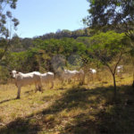 Sítio à venda com 2 quartos no Centro, Descalvado, SP