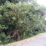 Terreno à venda em Vila Junqueira, Atibaia, SP