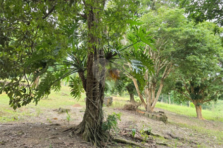 Sítio à venda com 6 quartos, sendo 5 suítes, em Área Rural de Itapetininga, Itapetininga, SP