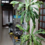Casa à venda com 2 quartos em Vila Suissa, Mogi das Cruzes, SP