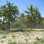 Área de Terra à venda em Mogiquiçaba, Belmonte, BA