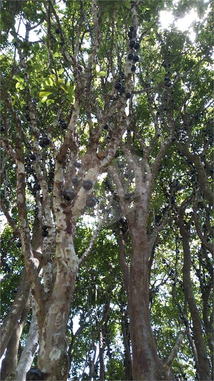 Chácara à venda com 3 suítes em Chácaras Copaco, Arujá, SP