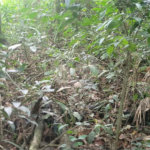 Terreno à venda em Mantiqueira, Mairiporã, SP