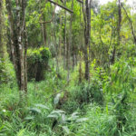 Terreno à venda em Serra da Cantareira, Mairiporã, SP
