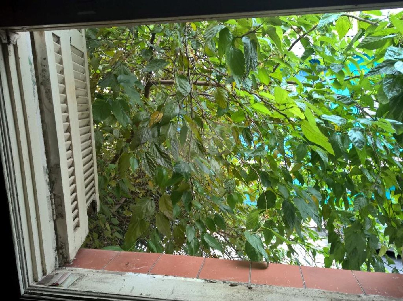 Casa à venda com 2 quartos em Cambuci, São Paulo, SP