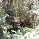 Terreno à venda em Serra da Cantareira, Mairiporã, SP