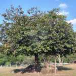 Sítio à venda com 4 quartos, sendo 2 suítes,  em Pimenta, Indaiatuba, SP