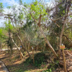 Terreno à venda em Albatroz, Armação dos Búzios, RJ