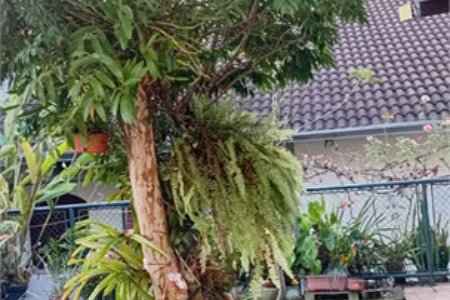 Casa à venda 350m2 com 4 quartos, sendo 2 suítes, em Vila Sônia