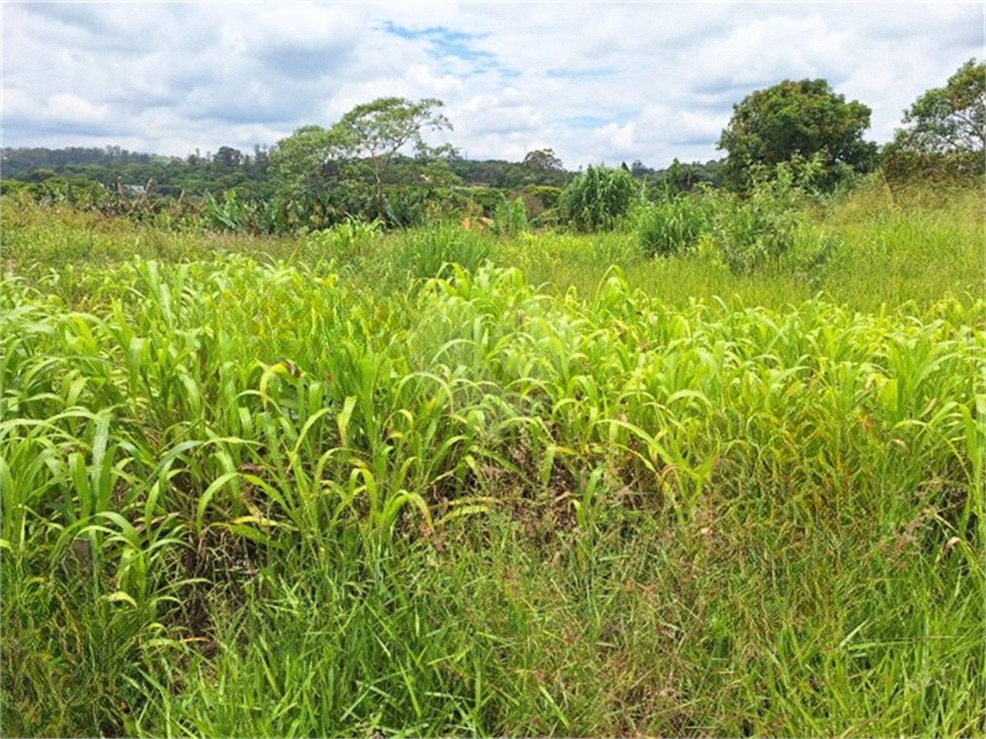 Terreno à venda com 1 suíte em Pinheirinho, Vinhedo, SP