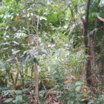 Terreno à venda em Pedra de Guaratiba, Rio de Janeiro, RJ