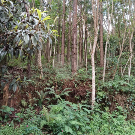Terreno à venda no Centro (mailasqui), São Roque, SP