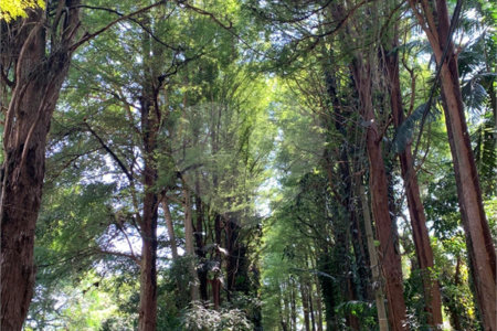 Terreno à venda no condomínio Chácara Flora, São Paulo - SP
