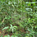 Terreno à venda em Caraguatá, Mairiporã, SP