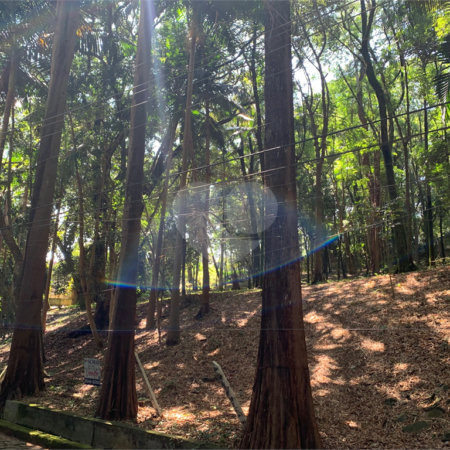 Terreno à venda no condomínio Chácara Flora, São Paulo - SP