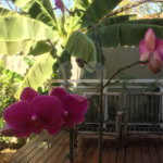 Sobrado à venda com 4 quartos, sendo 1 suíte, em Jardim Novo Mundo, São Paulo, SP