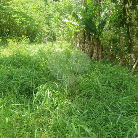 Terreno à venda em Vila Moraes, Mogi das Cruzes, SP