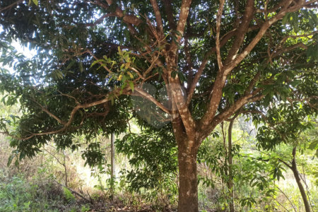 Terreno à venda em Bosque dos Eucalíptos, Atibaia, SP