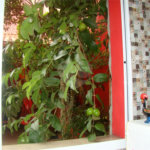 Sobrado à venda com 2 quartos, sendo 1 suíte, em Jardim São Luís, Suzano, SP