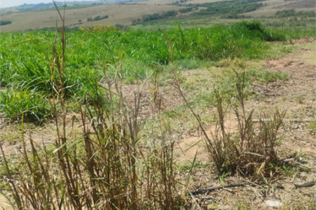 Excelente Sítio à Venda em Monte Mor – SP