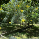 Excelente oportunidade no condomínio Vale das Laranjeiras, em Indaiatuba/SP. - R$ 1.850.000,00 - Terreno de 3.000 m²), com frente de 50 metros, proporcionando diversas possibilidades de projeto. O lote possui ótima localização dentro do condomínio, rodeado de natureza e com fácil acesso