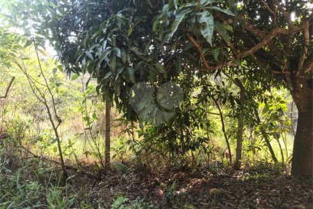 Terreno à venda em Bosque dos Eucalíptos, Atibaia, SP