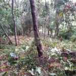 Terreno à venda em Serra da Cantareira, Mairiporã, SP