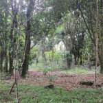 Chácara - São Carlos