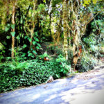 Terreno à venda em Serra da Cantareira, Mairiporã, SP