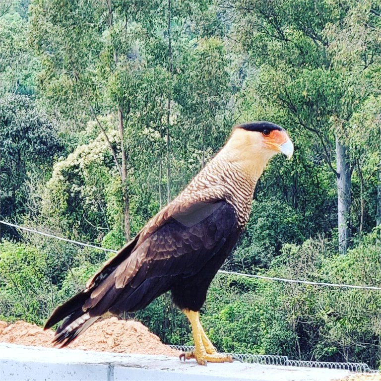 Terreno à venda no condomínio Fazenda Jequitibá, Sorocaba - SP