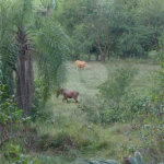 Área de Terra à venda em Éden, Sorocaba, SP