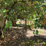 Terreno à venda em Vila Harmonia, Araraquara, SP