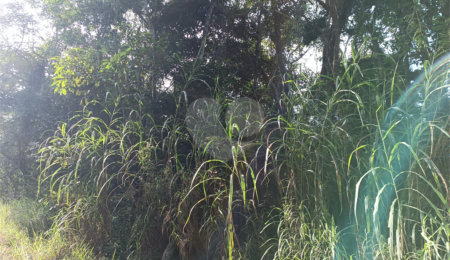 Terreno à venda em Caete (mailasqui), São Roque, SP