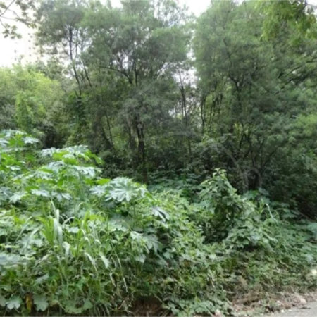 Terreno à venda em Vila Suzana, São Paulo, SP