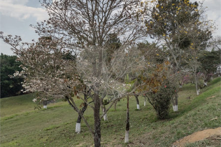 Sítio à venda com 4 quartos no Centro, Araçoiaba da Serra, SP