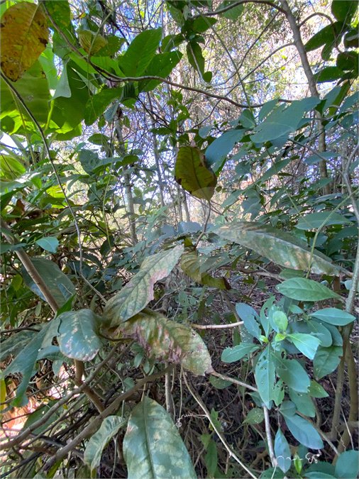 Terreno à venda em Campo Lindo, Seropédica, RJ