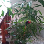 Chácara à venda com 4 suítes em Vale das Laranjeiras, Indaiatuba, SP